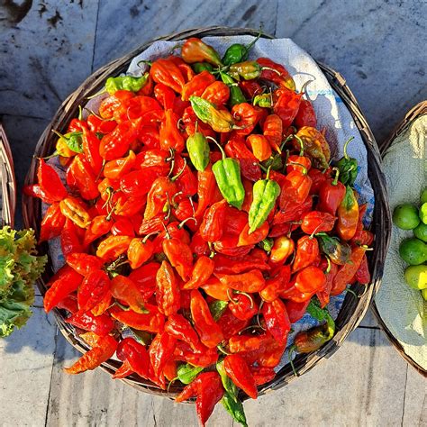 Ciclo de maduración del Bhut Jolokia: de verde a rojo intenso