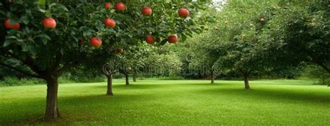Campo de manzanos con frutos rojos