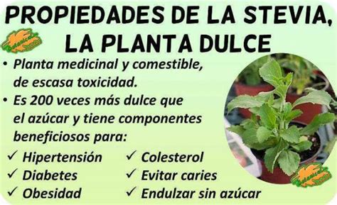 Infografía: Beneficios de la stevia en la repostería
