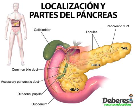 Ilustración del hígado y el páncreas, destacando la localización del GLUT-2 y su rol en la regulación de la glucosa.