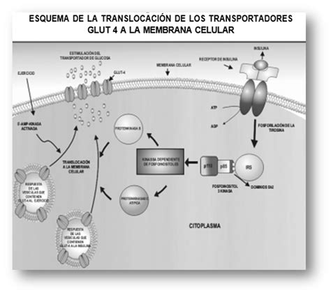 Esquema que muestra la translocación del GLUT-4 a la membrana celular en respuesta a la insulina.