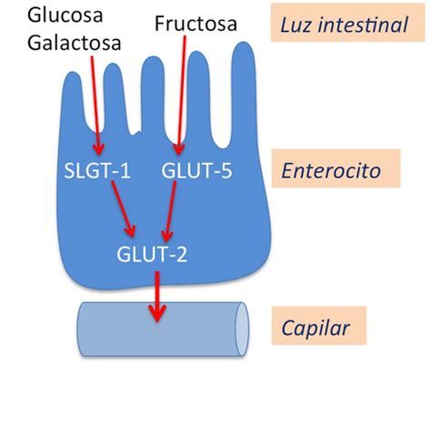 Representación de la absorción de fructosa en el intestino delgado mediada por el GLUT-5.