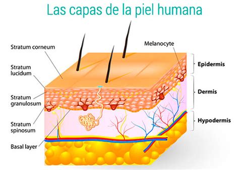 Esquema de las capas de la piel y cómo Emolín Neo actúa restaurando la barrera cutánea e hidratando en profundidad