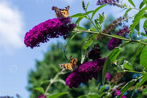 Buddleja davidii floreciendo, llena de mariposas