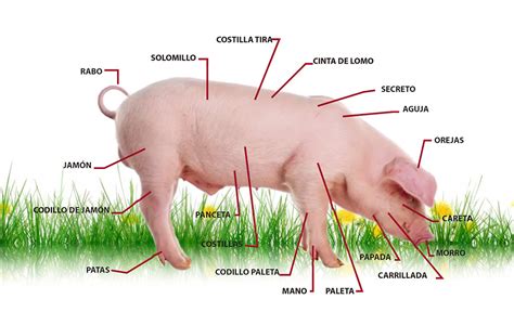 Infografía con la anatomía del cerdo y la ubicación de la bondiola.