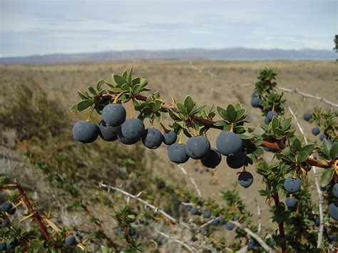 Frutos de calafate en arbusto