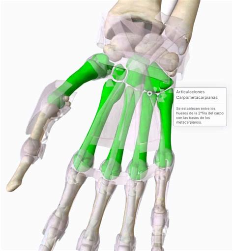 Esquema anatómico mostrando la diferencia entre la articulación carpometacarpiana (afectada en rizartrosis) y las vainas tendinosas (afectadas en tendinitis)