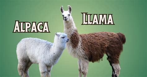 Esquema comparativo entre la alpaca y la llama destacando sus diferencias morfológicas y usos tradicionales