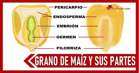Esquema de las partes del grano de maíz y su molienda para obtener diferentes tipos de harina