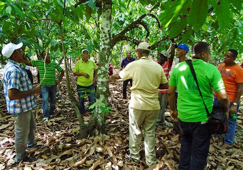 Campo de cultivo de cacao en República Dominicana