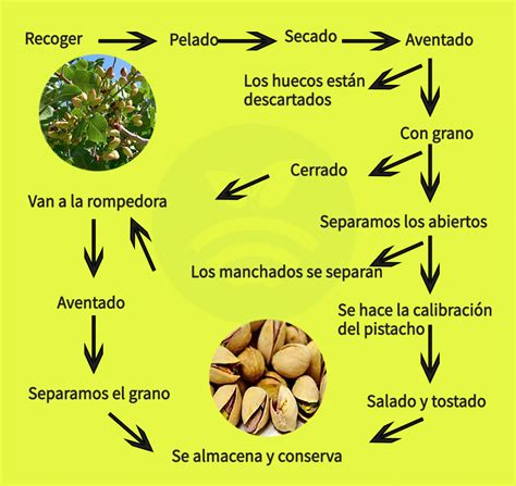 Esquema del proceso de transformación del pistacho crudo a pistacho tostado o caramelizado para helados