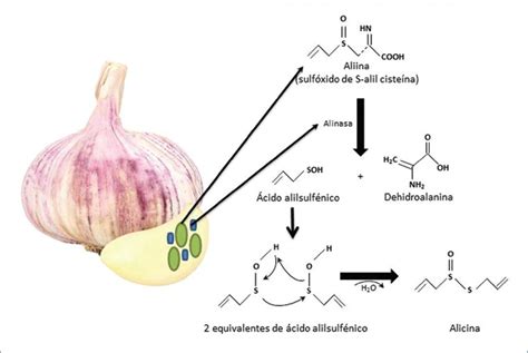 Esquema nutricional del ajo: desglose de minerales, vitaminas y compuestos azufrados como la alicina.