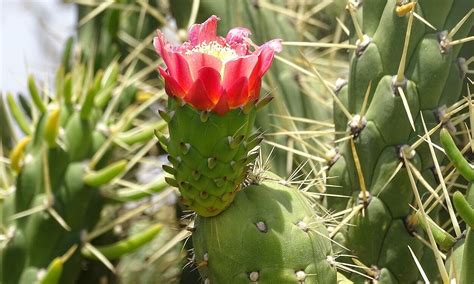 Fotografía detallada de un ejemplar de Austrocylindropuntia subulata mostrando su estructura segmentada y espinas características.