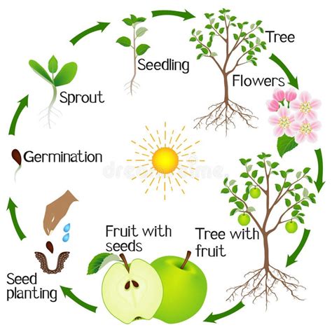 Esquema del ciclo de floración del manzano con fechas aproximadas