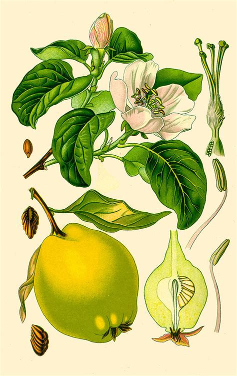 Ilustración botánica del membrillo (Cydonia oblonga)