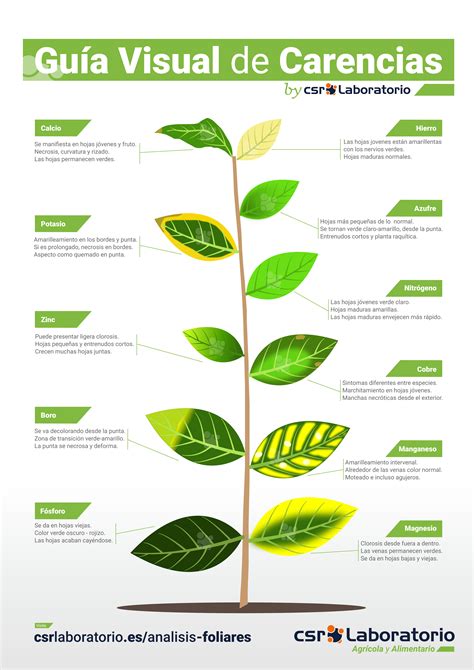 tabla comparativa de carencias nutricionales en el maíz y su sintomatología foliar