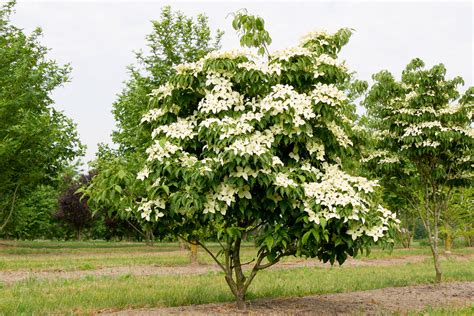 Ilustración de un árbol de Cornus capitata en floración