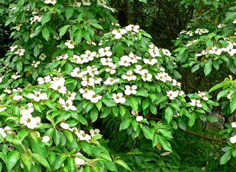 Primer plano de las brácteas y flores del Cornus capitata