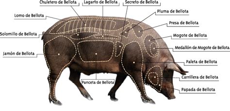 Ilustración de un cerdo ibérico con énfasis en su anatomía para infiltración de grasa.