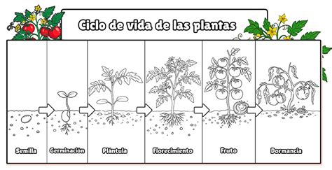 Infografía detallada con el ciclo de vida de una planta de tomate, girasol y calabaza para colorear