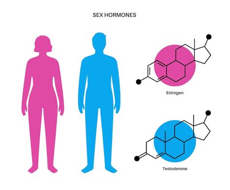 Diagrama mostrando la influencia de la maca en el equilibrio hormonal femenino y masculino.