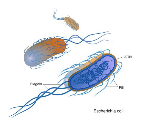 Esquema de una bacteria Gram-negativa con flagelos perítricos