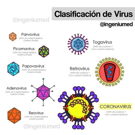 Infografía: Clasificación del virus IPN por serogrupos y genotipos