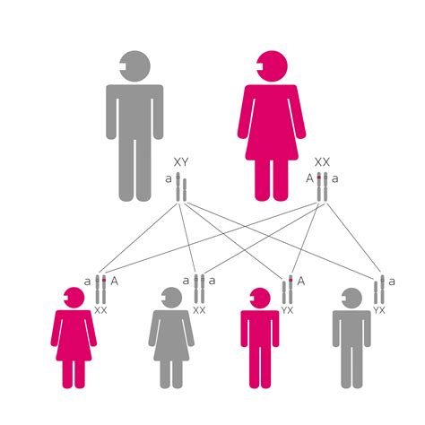 Diagrama de herencia genética del QTL de resistencia a IPN en salmón