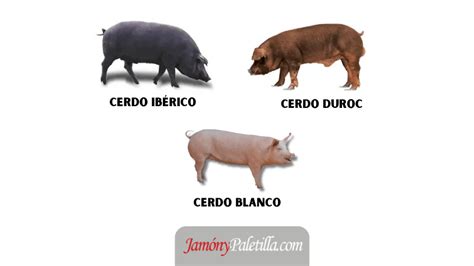 Comparativa visual entre cerdo ibérico y cerdo blanco