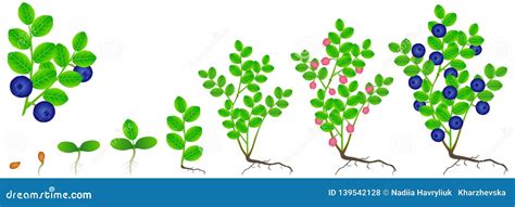 Ilustración del ciclo de maduración del arándano, de blanco a rojizo-purpúreo y finalmente azul.