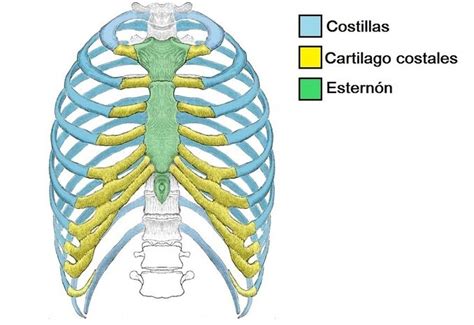 Diagrama anatómico de la parrilla costal humana, mostrando las costillas, el esternón y las vértebras torácicas.