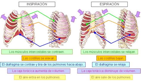 Ilustración que muestra el movimiento de las costillas y el diafragma durante la inspiración y la espiración.