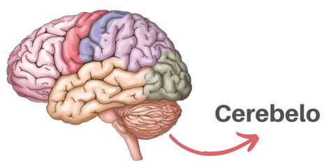 Ilustración del cerebro humano, resaltando la ubicación del cerebelo en la base.