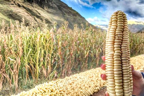 Campo de cultivo de maíz blanco gigante en el Valle Sagrado de los Incas, Cusco
