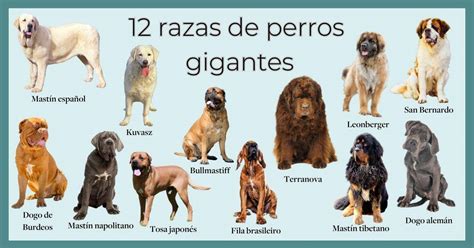 Infografía comparando el crecimiento de cachorros de razas grandes y gigantes