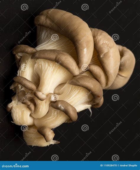 Foto de setas ostra frescas en un primer plano