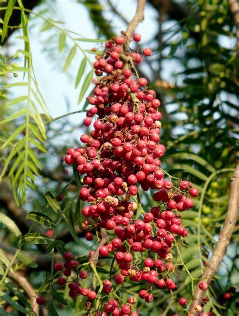 Frutos maduros y racimos colgantes del árbol de Schinus molle
