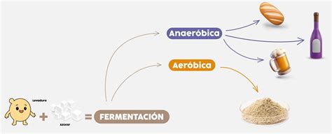 Gráfico comparativo del metabolismo de la levadura: respiración con oxígeno vs. fermentación anaeróbica