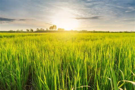 Campo de arroz en Asia al amanecer