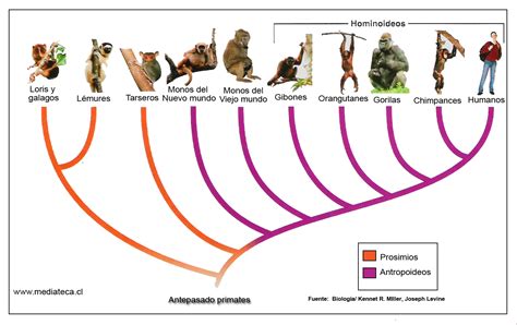 Esquema evolutivo comparativo entre primates y humanos sobre la anatomía mamaria.