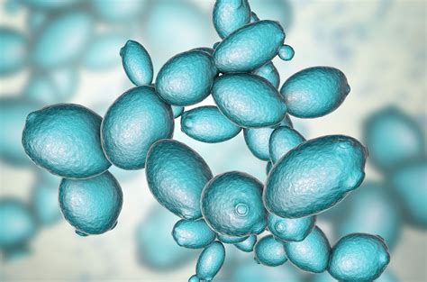 Representación microscópica de células de levadura