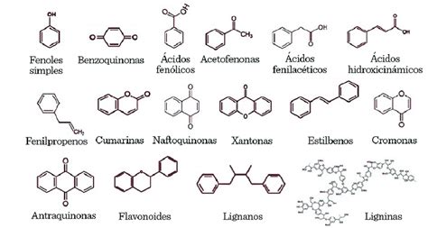 Esquema de la estructura molecular de los polifenoles presentes en el membrillo