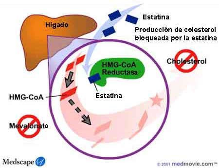 Esquema que muestra cómo la atorvastatina bloquea la enzima HMG-CoA reductasa en el hígado para reducir la producción de colesterol LDL.