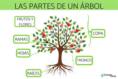 Esquema botánico detallado del árbol del pan, mostrando tronco, ramas, hojas, flores y frutos.