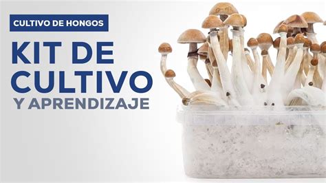 Infografía paso a paso del cultivo de hongos.