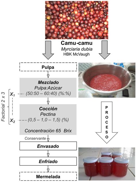 Diagrama del proceso de inoculación de troncos para shiitake.