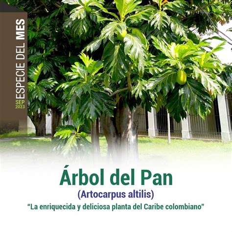Esquema botánico del Artocarpus altilis, mostrando las hojas lobuladas, la inflorescencia y el fruto en diferentes etapas de maduración.