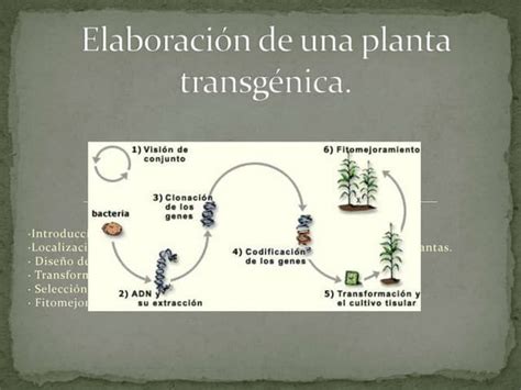 comparación científica entre una planta de poroto sana (transgénica) y una infectada por el virus del mosaico dorado