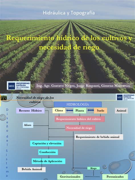 Infografía mostrando las etapas del riego y las necesidades hídricas de la cebolla.