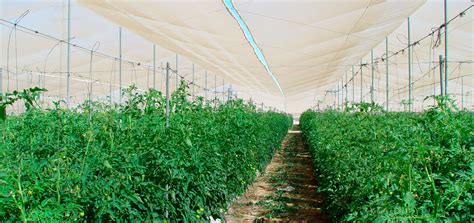 Fotografía técnica de infraestructura de cultivo: mallas de contención y sistema de cajas para transporte de producto